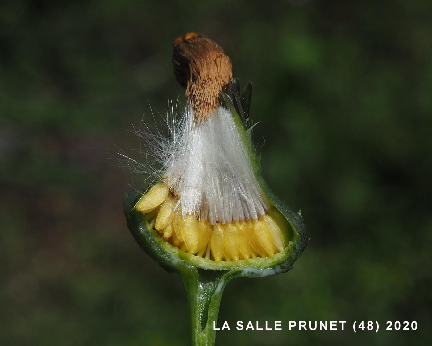 Sow-thistle, Prickly fruit